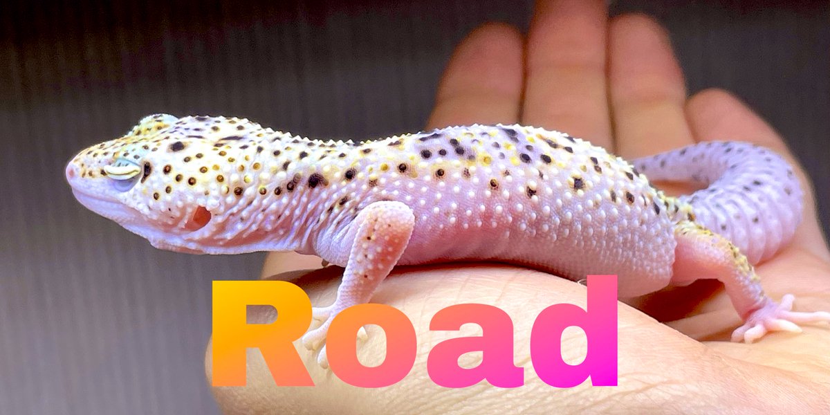 road533310's tweet photo. #Road のレオパ
#レオパードゲッコー #爬虫類 https://t.co/Ta8uTKc6cx