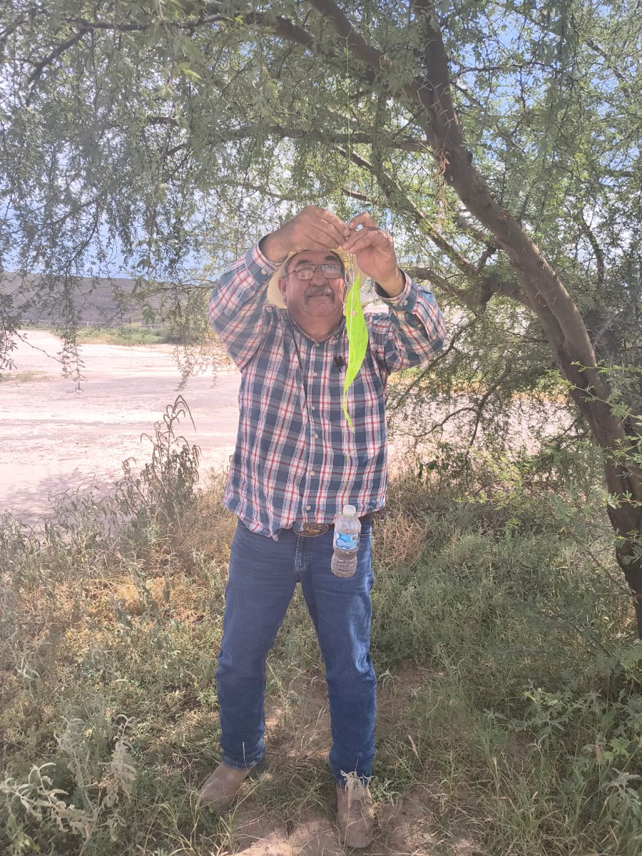 En colaboración con SENASICA y el Comité de Fomento y Protección Pecuaria, por indicaciones de <a href="/jmontemayor21/">Jesus Montemayor</a> se han  instalando hasta el momento más de 150 trampas en puntos estratégicos del Estado, el día de hoy se inició con la recolección  de veletas, para su revisión.