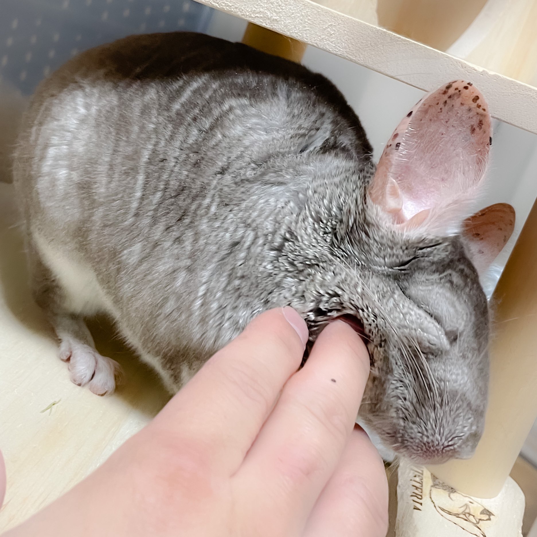 チンチラ プロフ必読‼️です❣️ チンチラ バイオレットの『スー』 (@suerte_sue) • Instagram