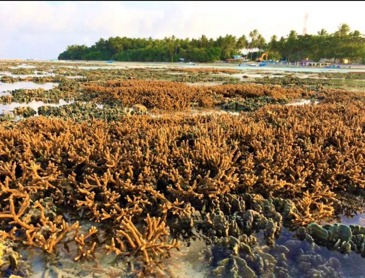 ގޮއިދޫ އަތޮޅު އިތުރަށް ހަލާކުނުކޮށް ބޭއްވުމަކީ  އިގުތިސާދީގޮތުން ބެލިޔަސް އަދި ތިމާވެށީގެ ގޮތުން ބެލިޔަސް މި ވަގުތަށް އެންމެ ރަނގަޅު ގޮތް. ފަރުތަކާއި ފަޅުތައް ހިއްކުމަކީ އެންމެ އަވަހަށް އެންމެ ފަސޭހައިން ކަޓުނެގުމަށް ހަދާ އުކުޅުކަން އެންމެނަށްވެސް މިހާރު އެނގޭ