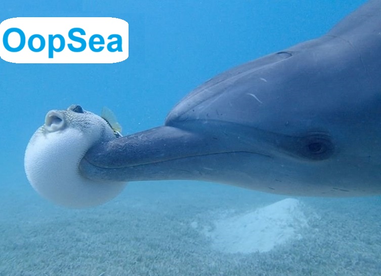 UberWang's tweet photo. Pufferfish: Dude! Open your eyes, your ball’s over there on the other side!!!

*The images are collected from online 
   #OopSea #MemeCoin #Crypto #PumpFun #Solana https://t.co/fTGTHVuuE7
