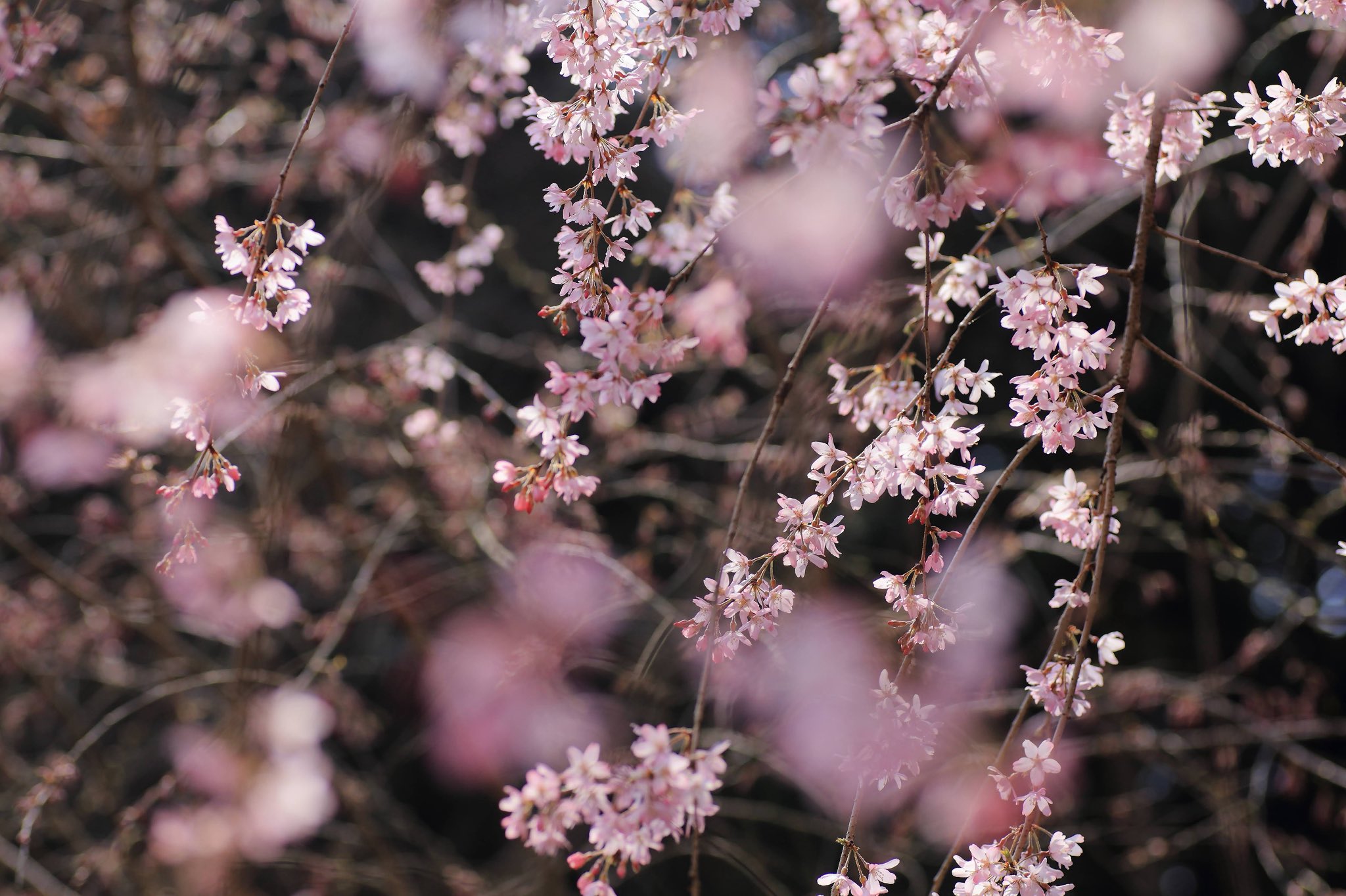 ❤️春待ちバンブーbag Cherry blossom ラスト1 Healing] Japanese cherry blossoms (A cherry blossom-colored
