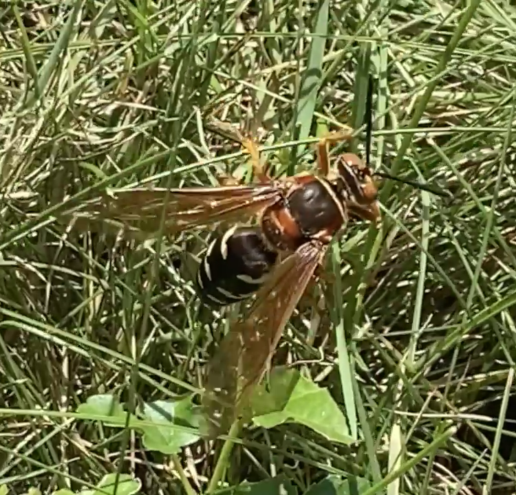 Cicada Killer Wasp I just saw outside:

About 2 inches long. :-o