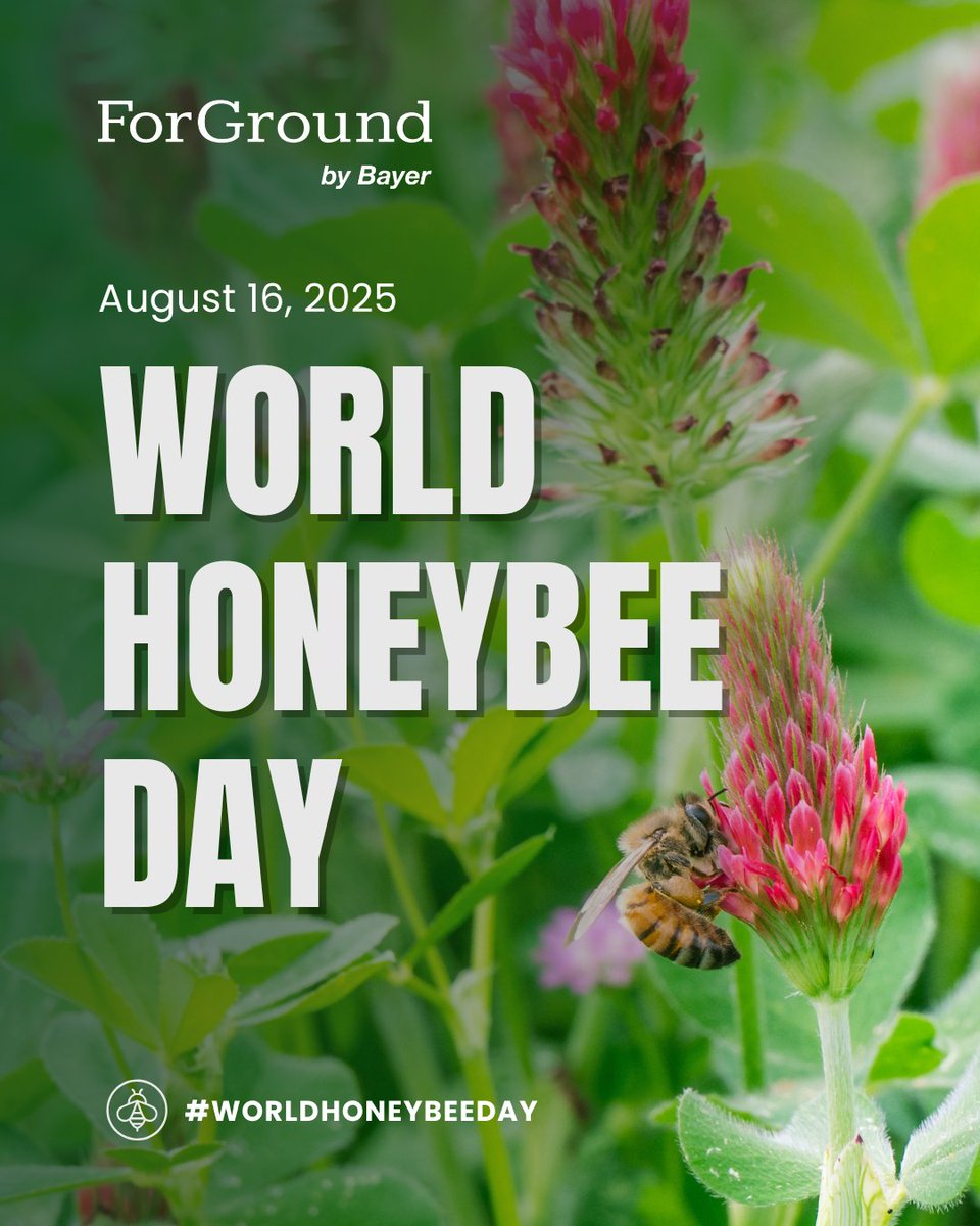 ForGround_Bayer's tweet image. 🐝 Buzzing with appreciation for the hardest workers on the farm! 💛

Learn how wildflower strips can help honey bees &amp;amp; pollinators: 
👉 bit.ly/44w1Vmg

Here’s to the bees that help our fields bloom!

#WorldHoneyBeeDay #Pollinators #ForGround