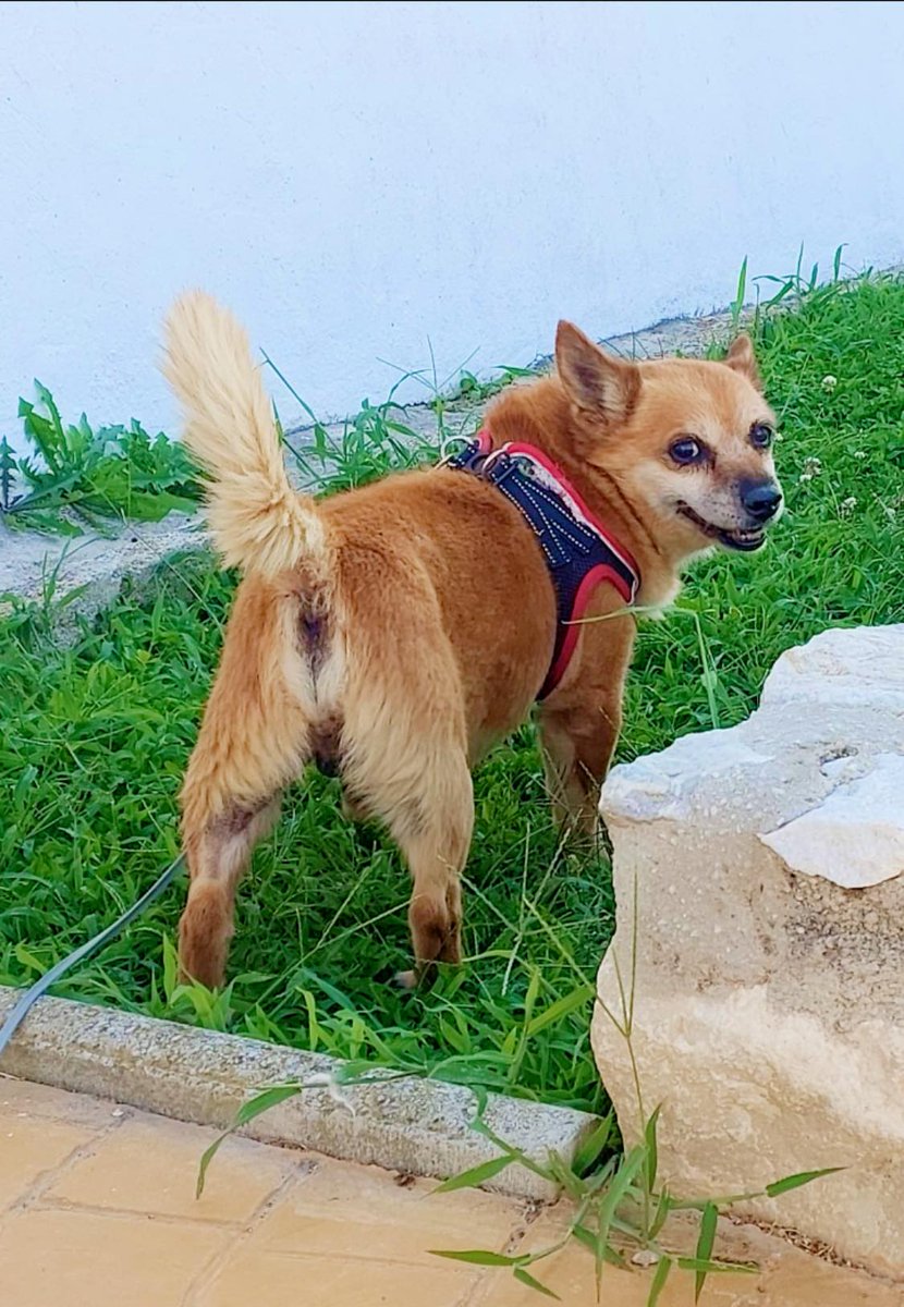 #Málaga
Para l@s que dicen que soy mestizo y solo quieren perros de raza... les muestro mi mejor cara 😁

Soy el abuelito #BETO, cariñoso y muy alegre. Me llevo genial con todos, tengo un carácter bonachón y maravilloso y en casita me porto genial.

Pero sobre todo, sobre todo,