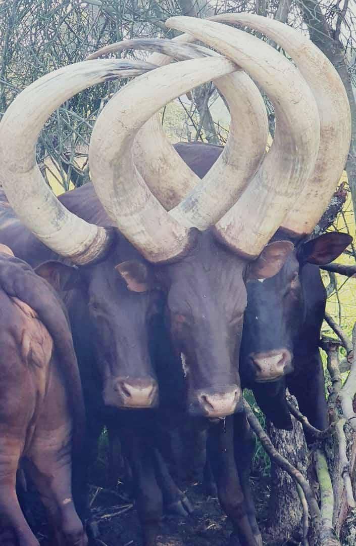 BWEERA BWAMUNTU ENSI Y'ENTE (@tahakanisibwae1) on Twitter photo Hello X family long time my people ๐ 
#weekend
#ankorecattle Hello X family long time my people ๐ 
#weekend
#ankorecattle