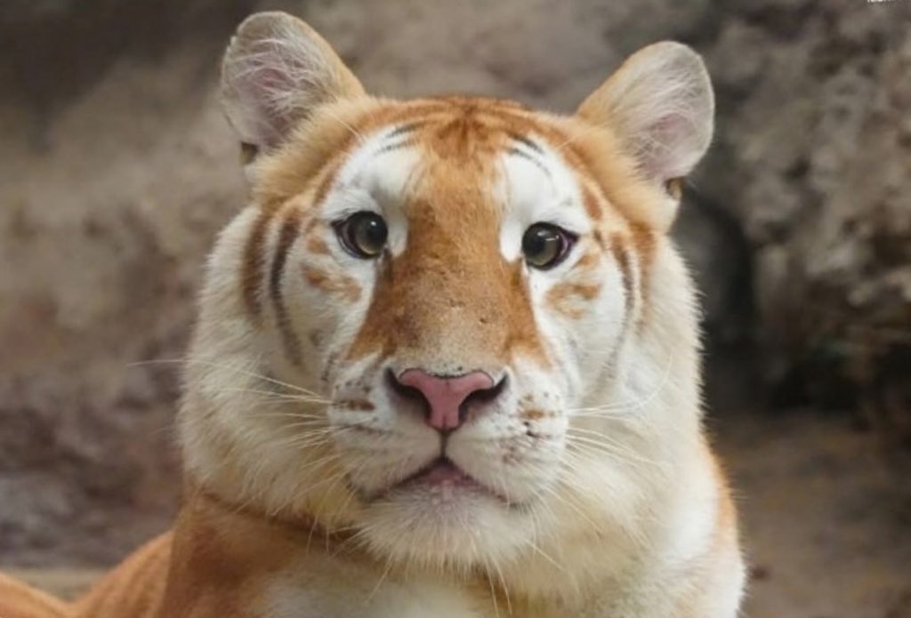 <a href="/BitMartExchange/">BitMart</a> $AVA forever 🐯❤️