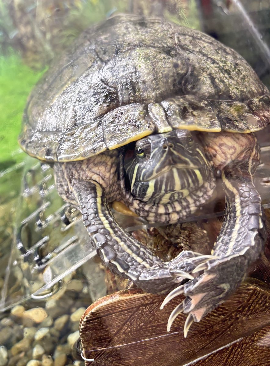 Отак складаю руки, коли хочу, шоп всі побачили, який я красівий новий манік зробила