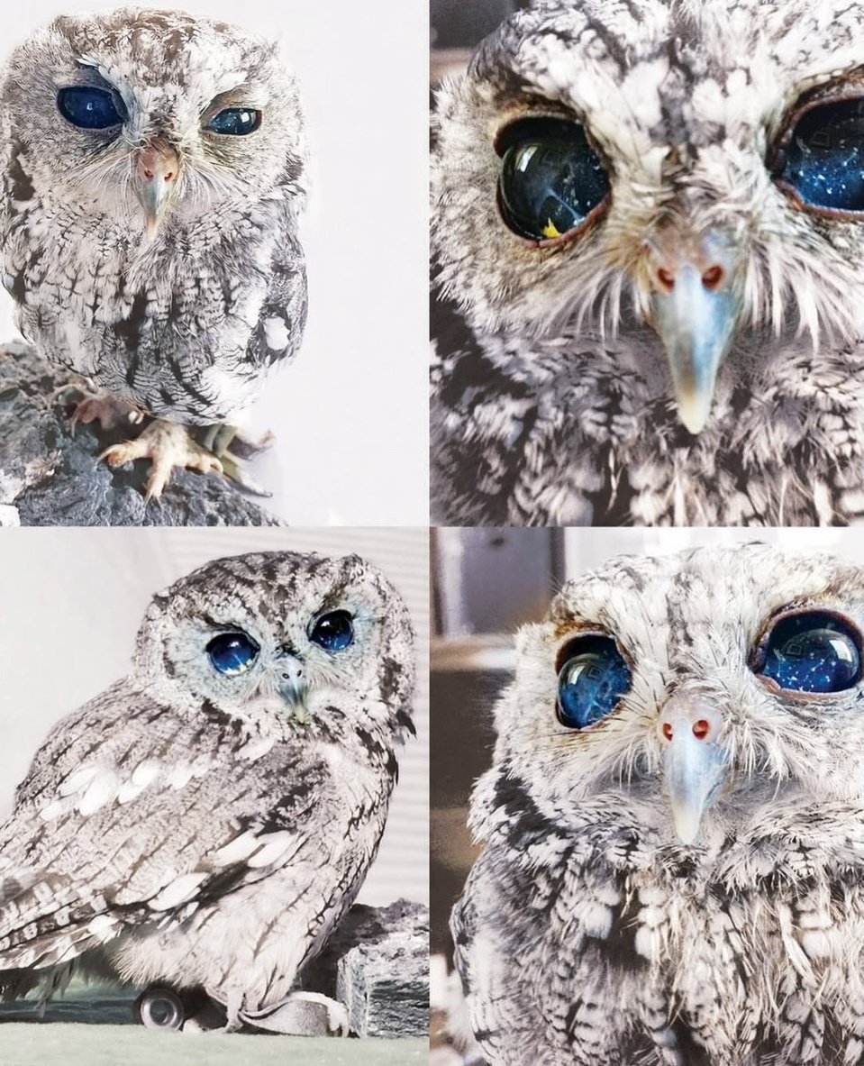 <a href="/AMAZlNGNATURE/">Nature is Amazing ☘️</a> Zeus, The blind owl whose eyes look like they hold entire galaxies