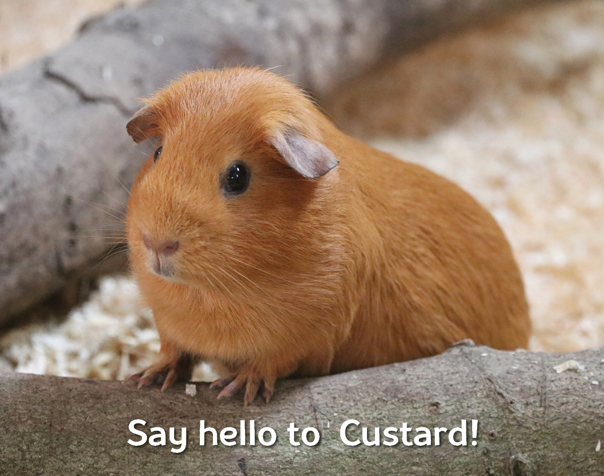 Say hello to guinea pig Custard!
Pop down to 'Pets Corner' in the Fun Farm and use the signage to help identify who is who. All named after your favourite biscuits 🍪