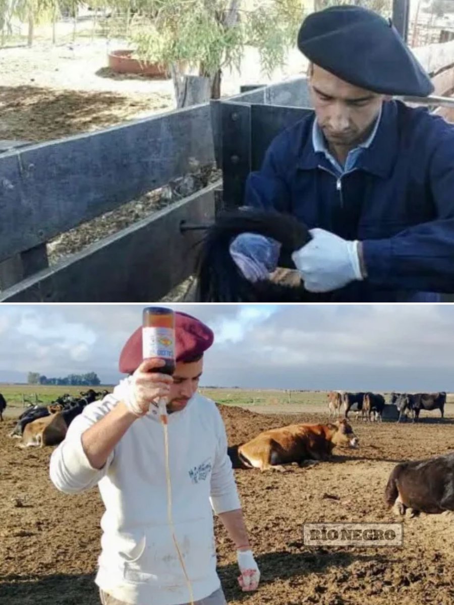 🐄🩺 De la UNRN al campo, dos jóvenes veterinarios con la ganadería en la sangre: Lautaro Riavitz y Juan Van den Heuvel estudiaron Veterinaria en Choele Choel. 

✍️ Lorena Vincenty. Mirá 👇 bit.ly/4mjOrSj