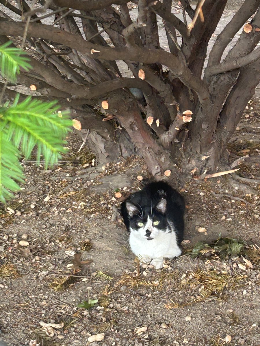BrownstonePoets's tweet photo. https://t.co/RJDbKlic4f

Happy Caturday  #cats #meows #caturday https://t.co/3lGav6pTH0