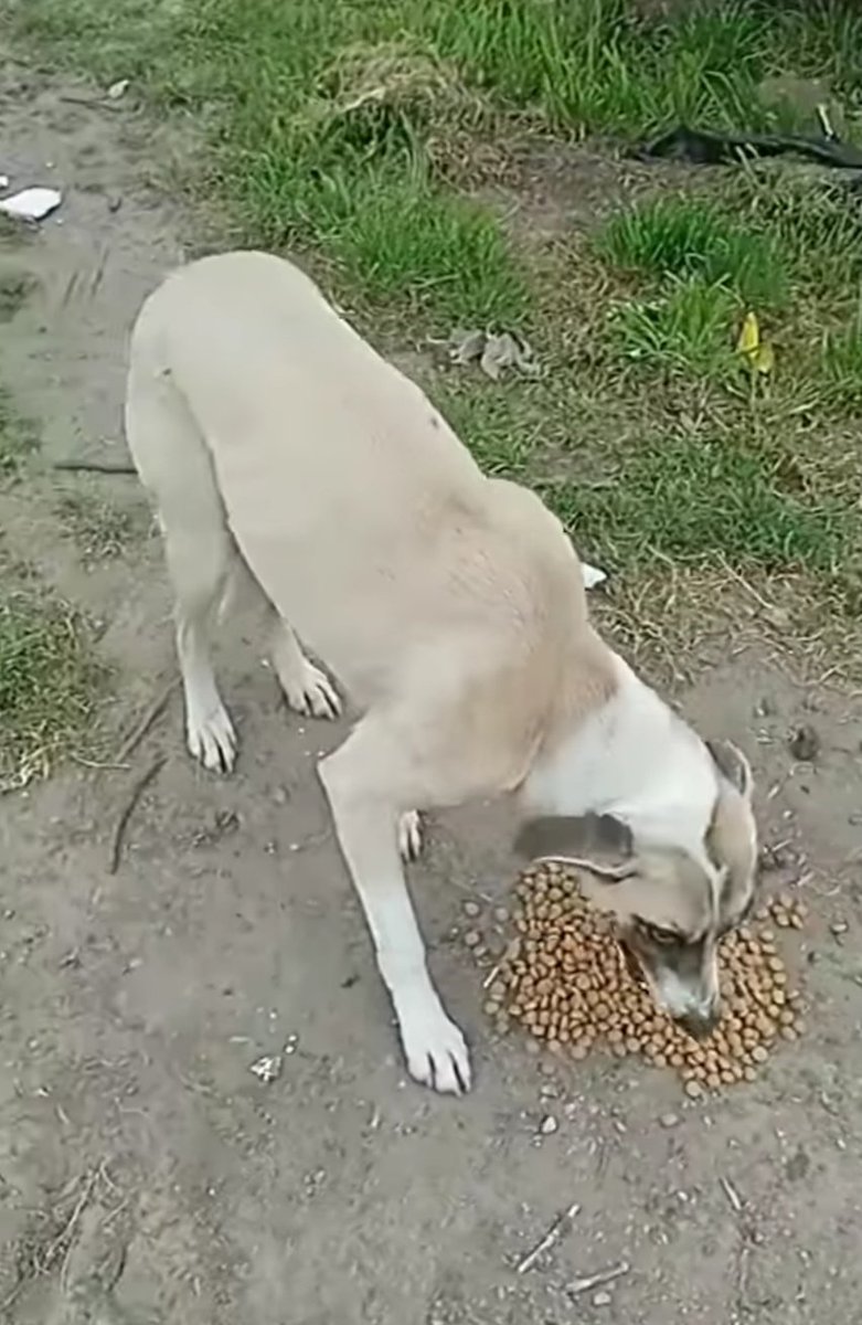 MatuNogueira's tweet photo. Es una 😍 amorosa buscando un hogar cariñoso y responsable! La ayudamos? Gracias! https://t.co/3bSx5xpRoy