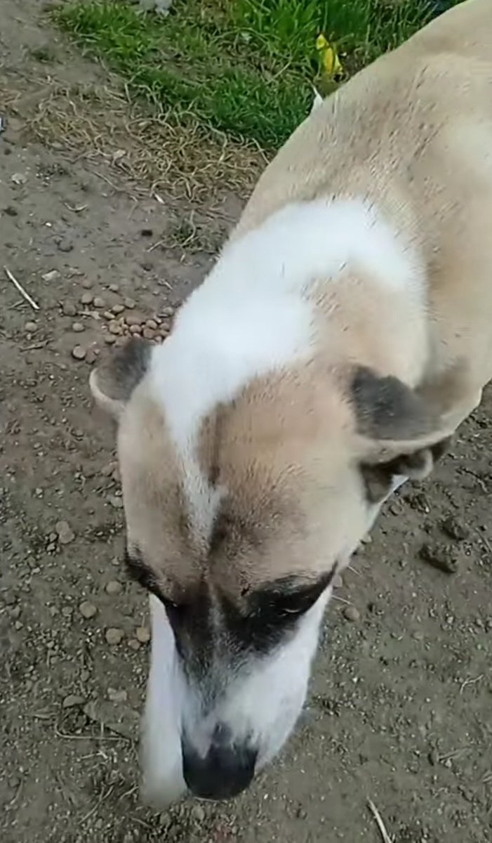 MatuNogueira's tweet photo. Es una 😍 amorosa buscando un hogar cariñoso y responsable! La ayudamos? Gracias! https://t.co/3bSx5xpRoy