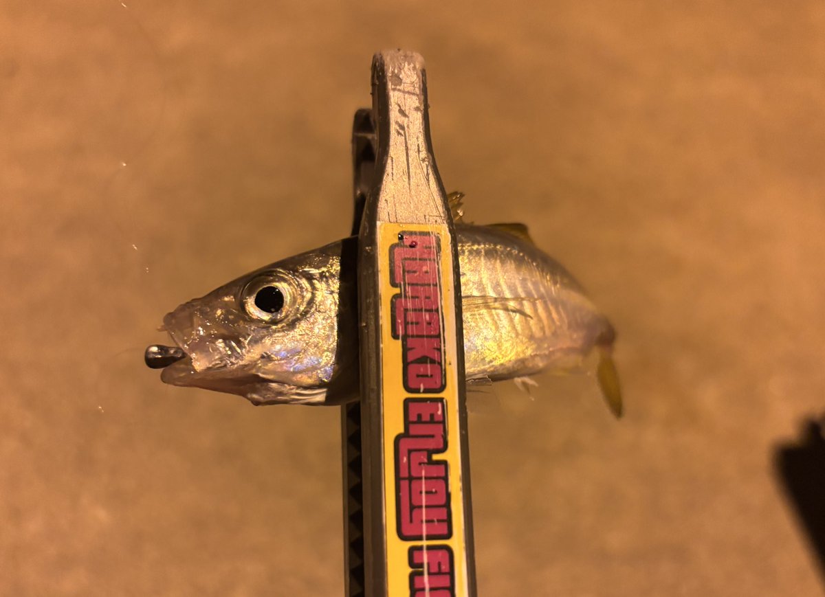 harakochannel's tweet photo. 極豆アジ釣るのってアジング初心者🔰には難しかったー

足元ポロリ連発とチーバスとチャリコの居ない層で何とか釣れた🎣

#アジング https://t.co/3uo8h8Vkjg
