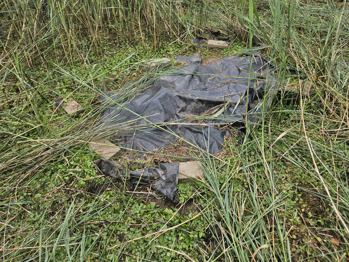 De behandelde groeiplek (2022) van Watercrassula is nu drooggevallen. Ga het plastic weghalen.