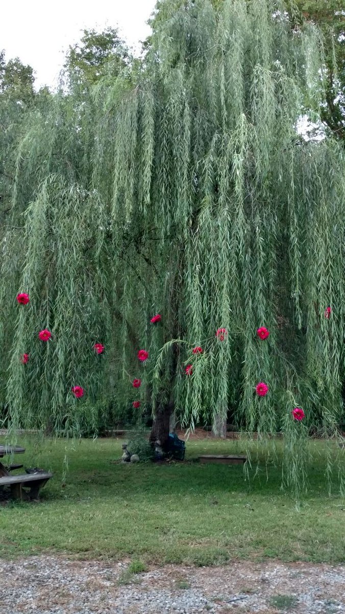 TheRatemos's tweet photo. Weeping willow
😊 https://t.co/fBoovftPAK