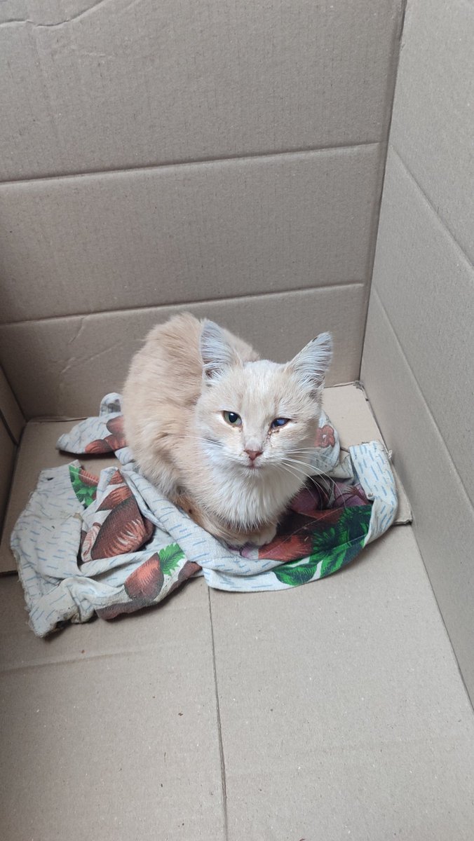 Дивний 🇺🇦 tweet media