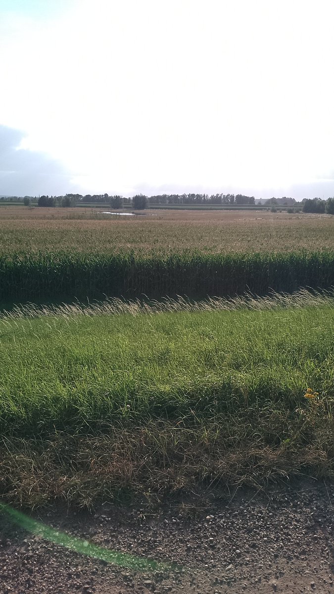 Schmummeluff 🏳️‍🌈 @gamescom tweet media