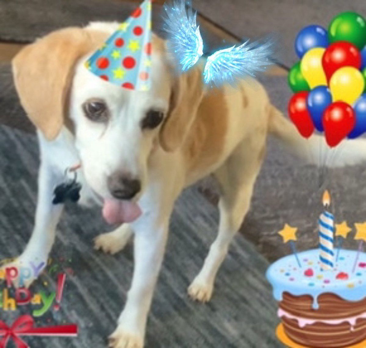 It’s Katiebug 🐶🌈
55 years ago today Mommy and Hobro almost died 🥺
Mommy was rushed into emergency c-section at 7 months and Hobro only weighed 2 lbs and 9 ounces 😳
But today, both healthy and Hobro has PhD and teaches at Georgetown University. 🙂
Happy Birthday 🎂 Hobro 🥳💜