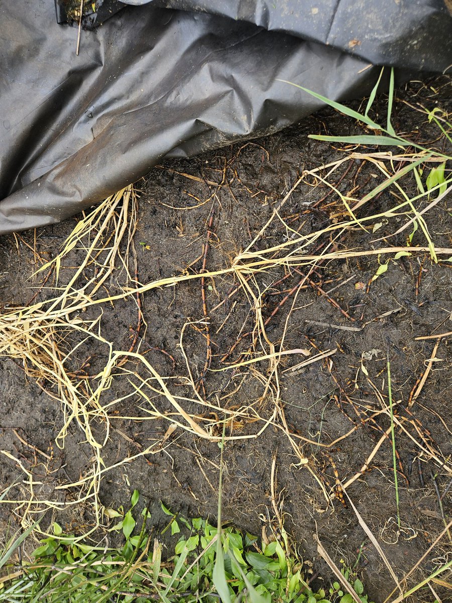 Geen Watercrassula meer. Dit was een succesvolle actie! 1. De crassula wegbranden, 2. De plek afdekken met landbouwplastic. Essentieel is natuurlijk de vroegtijdige ontdekking en het ogenblikkelijk ingrijpen. De Maandag. #exoot