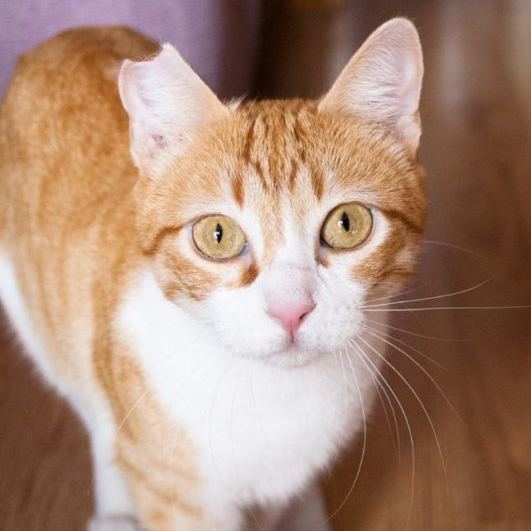 FaunaenCasa's tweet image. Mist y Hilda 🐱🐱 son dos gatas hermanas de 8 años que fueron abandonadas en una caja de cartón. Se quieren, se cuidan y se protegen la una a la otra.
Mist es más atrevida y Hilda más miedosa.
#Adopta en @ZarpasyColmillo + info en bit.ly/2Md3d0v y bit.ly/2WrLTc7