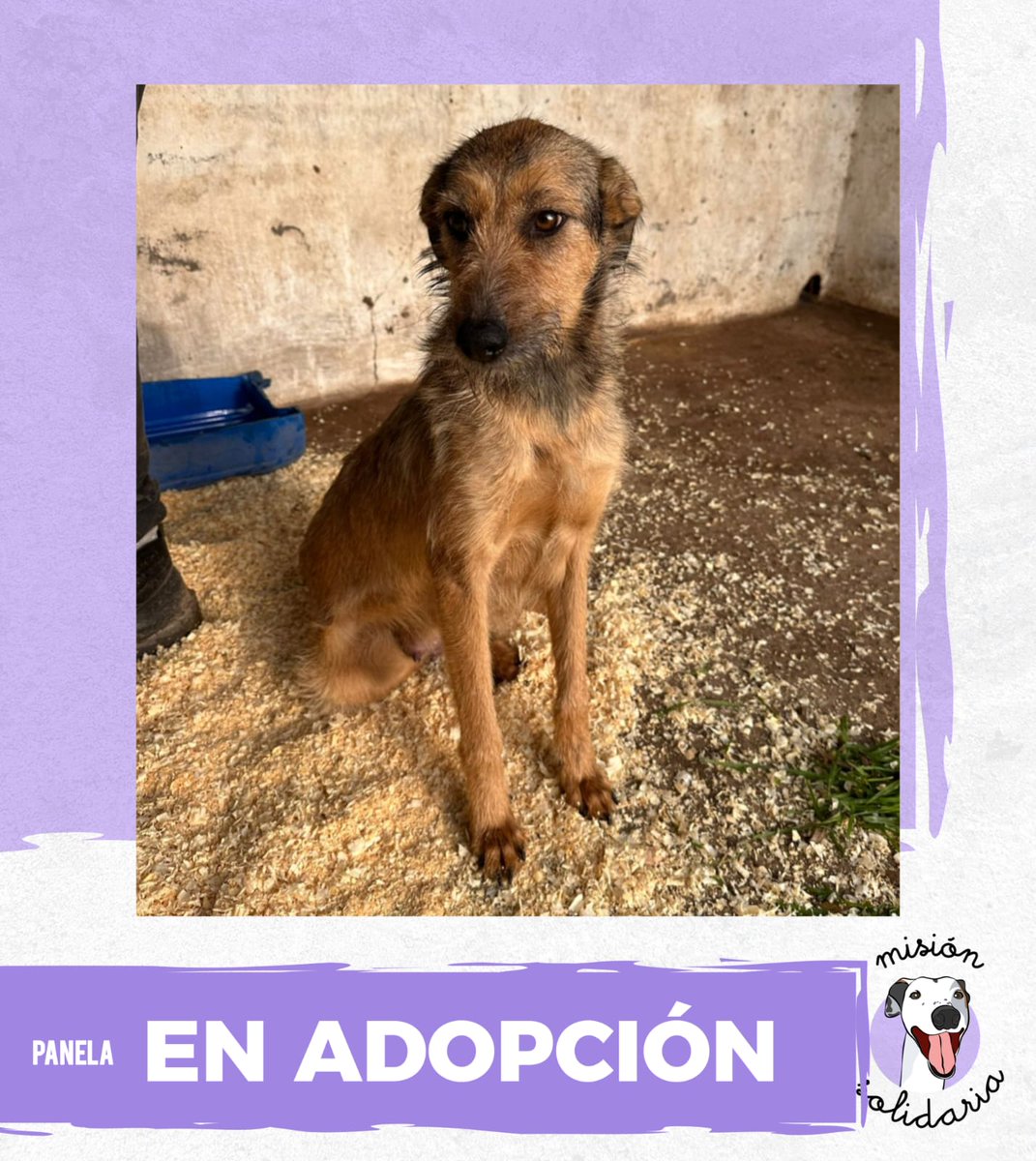 Puchi (@lagarzasosa_) on Twitter photo Panela tiene 2 años. Está castrada, vacunada y desparasitada, se lleva bien con otros perros y busca una familia que la quiera muchisimo.
Queres adoptarla? Escribime!
Zonas CABA y GBA
misionsolidariatwitter@gmail.com
Asunto: Agua e’ panela
RT porfa Panela tiene 2 años. Está castrada, vacunada y desparasitada, se lleva bien con otros perros y busca una familia que la quiera muchisimo.
Queres adoptarla? Escribime!
Zonas CABA y GBA
misionsolidariatwitter@gmail.com
Asunto: Agua e’ panela
RT porfa