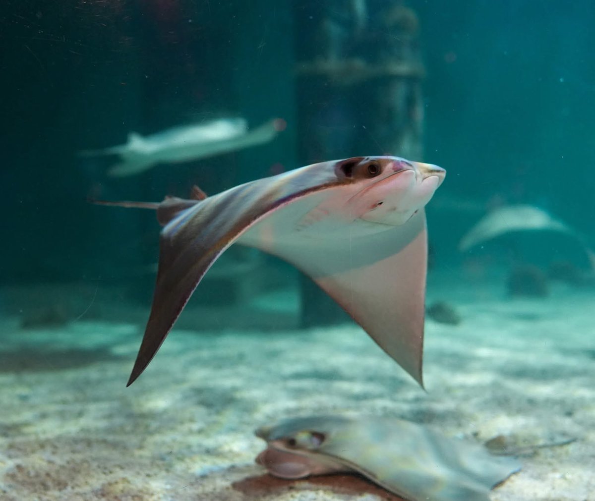 Happy National Stingray Day!