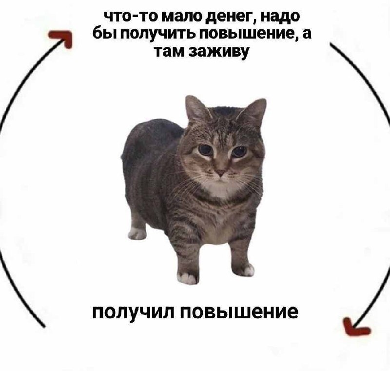 cats, i love cats (@catsilcats) on Twitter photo 