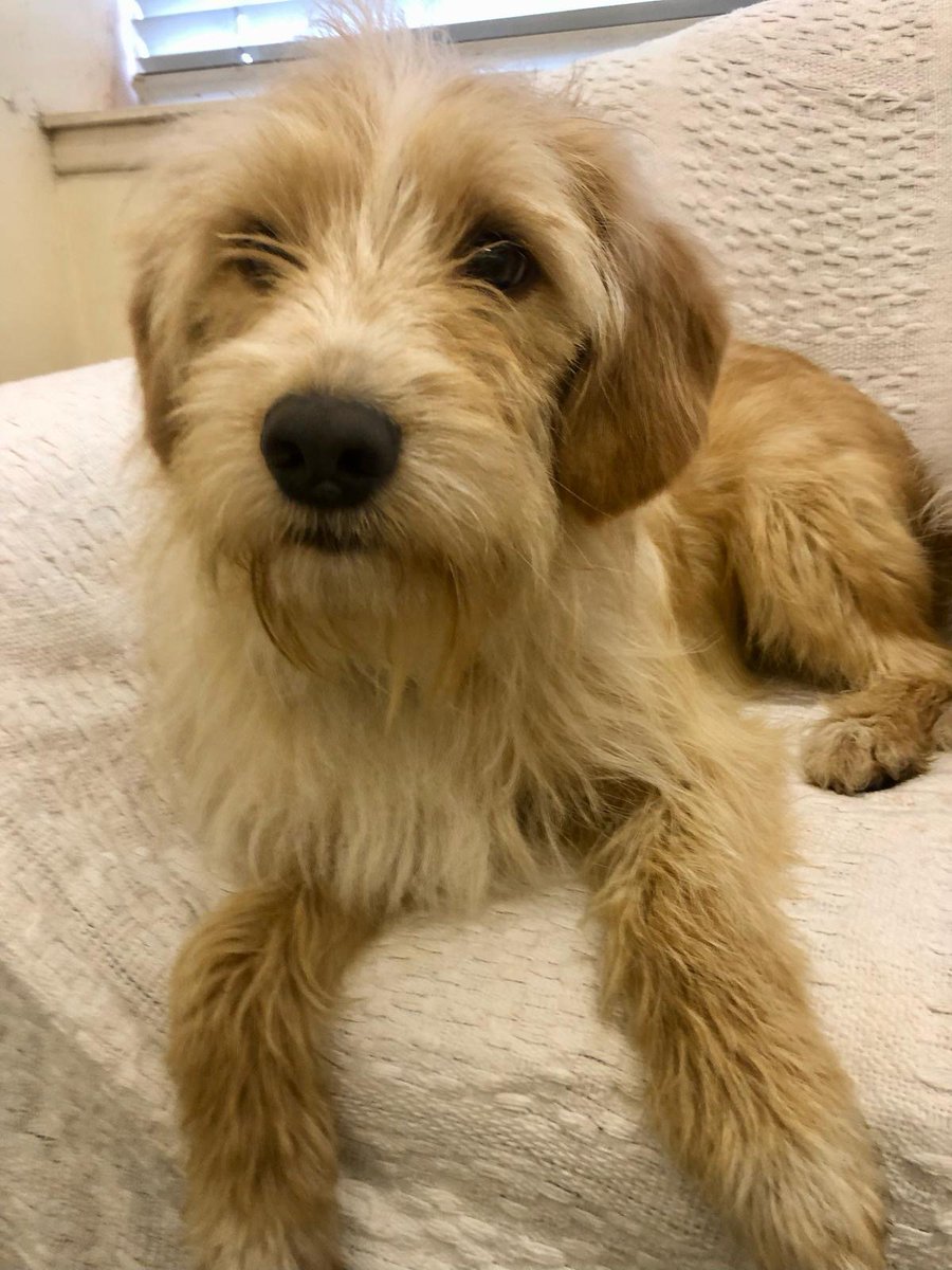 millypod1's tweet photo. JACOB HOME SAFE. THANKS FOR RT's 😊🐕🐾

🆘9 AUG 2025 #Lost JACOB #ScanMe
Mixed Breed Male 
Cherwell Services J10 M40 (Stoke Wood Lane) 
M40 Motorway at #StokeLyne near #Bicester #Oxfordshire #OX27 
https://t.co/plFtk42gPU https://t.co/jryweqM2gm