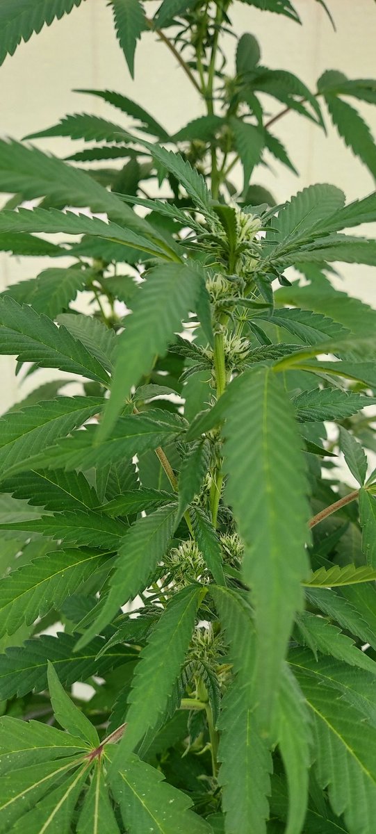 Murray 🌿 (@murruyana) on Twitter photo 