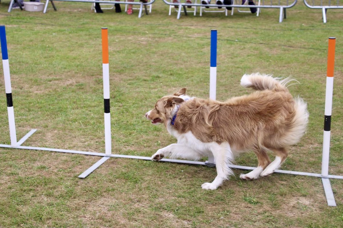 A great first day at the Framlingham Country Show <a href="/FramCollege/">Framlingham College</a> Great crowds &amp; a terrific event. We will be back tomorrow again at 10:30am &amp; 1:55pm in the main ring.