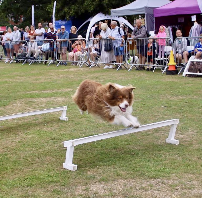 dogagilityteam's tweet photo. A great first day at the Framlingham Country Show @FramCollege Great crowds &amp; a terrific event. We will be back tomorrow again at 10:30am &amp; 1:55pm in the main ring. https://t.co/9vjaXWpjia