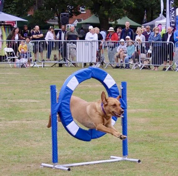 dogagilityteam's tweet photo. A great first day at the Framlingham Country Show @FramCollege Great crowds &amp; a terrific event. We will be back tomorrow again at 10:30am &amp; 1:55pm in the main ring. https://t.co/9vjaXWpjia