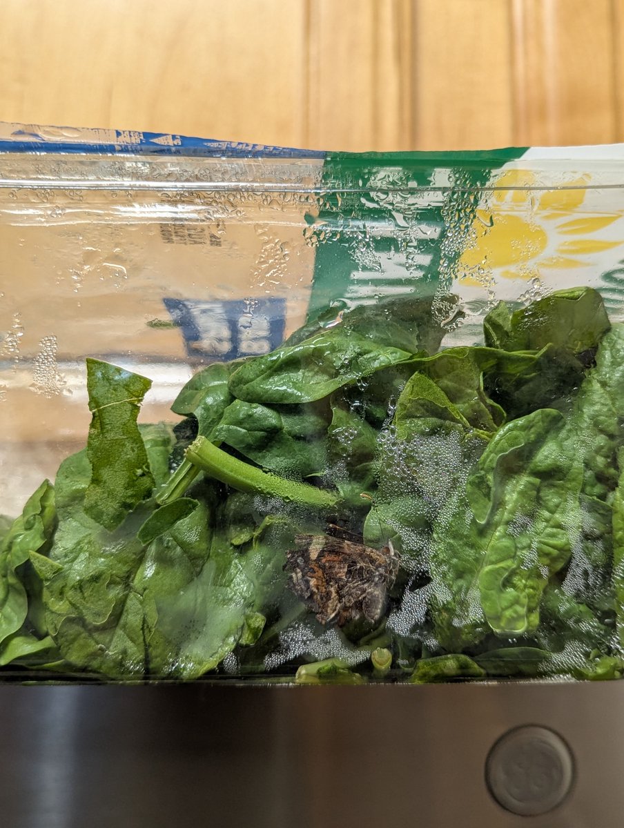 rameshsfdc's tweet image. 😳 Just opened my @Costco spinach (Earthbound Farm Organic) from the Frisco, TX store and found THIS inside… 🥬🪰

So much for “fresh &amp;amp; organic.”

How is this making it past quality checks?!
📍 Costco – 11220 Dallas Pkwy, Frisco TX
#FoodSafety #Costco #Organic