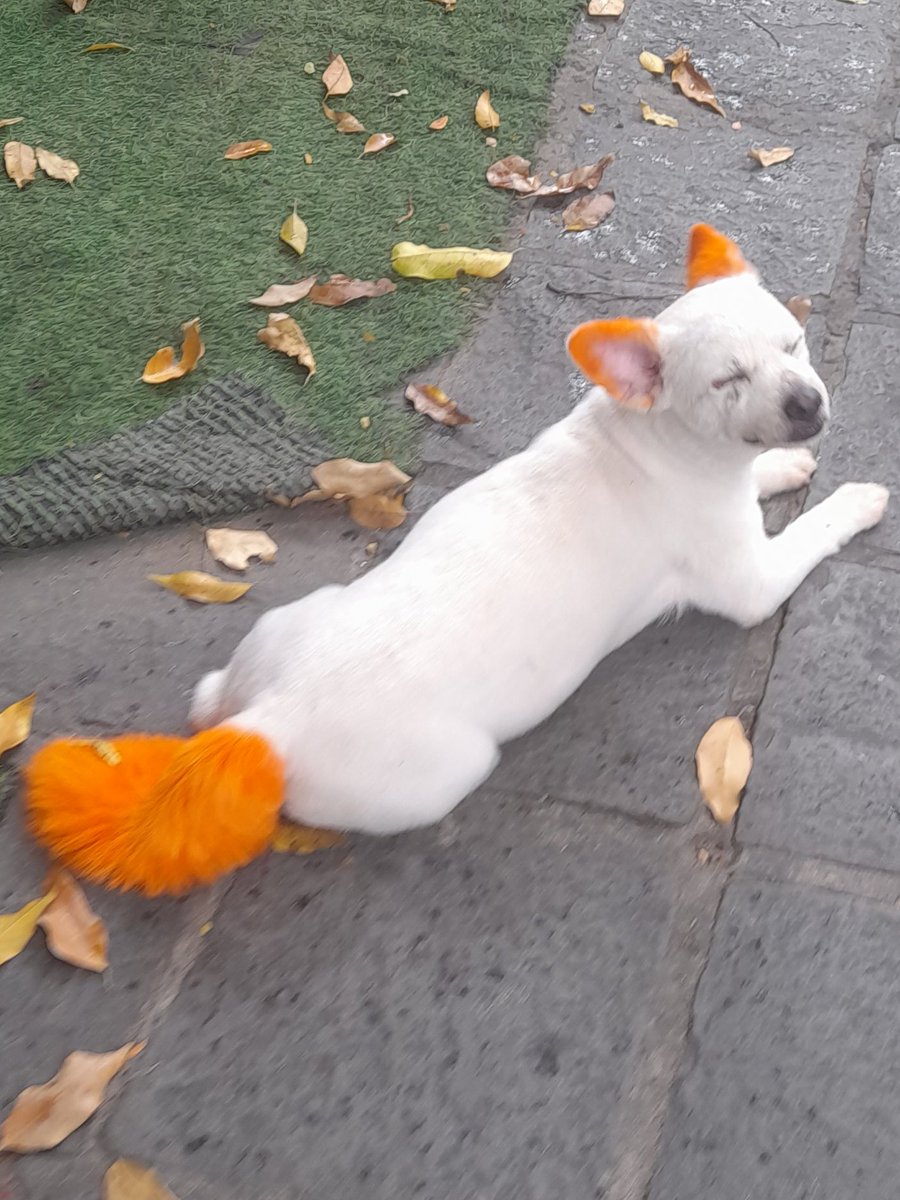 אני כלב עם אוזניים כתומות וזנב כתום? מה פתאום!