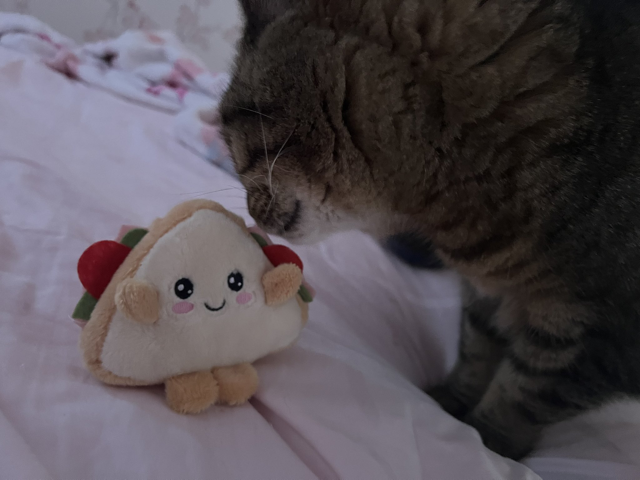 ♡Cat♡ 🐈‍⬛ 🐈 (🐶🌈) on X: 