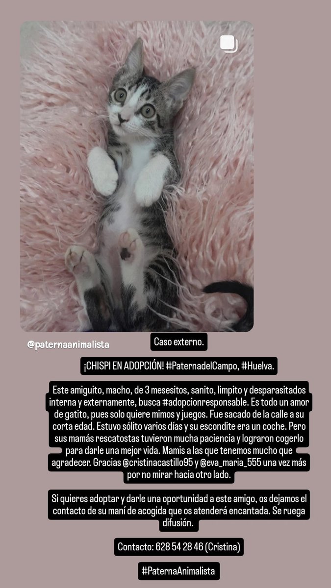 Caso externo.

¡Oye, que Chispi busca #adopcionresponsable! Tenéis toda la información en la imagen. Se agradece que hagáis rt.

#PaternaAnimalista