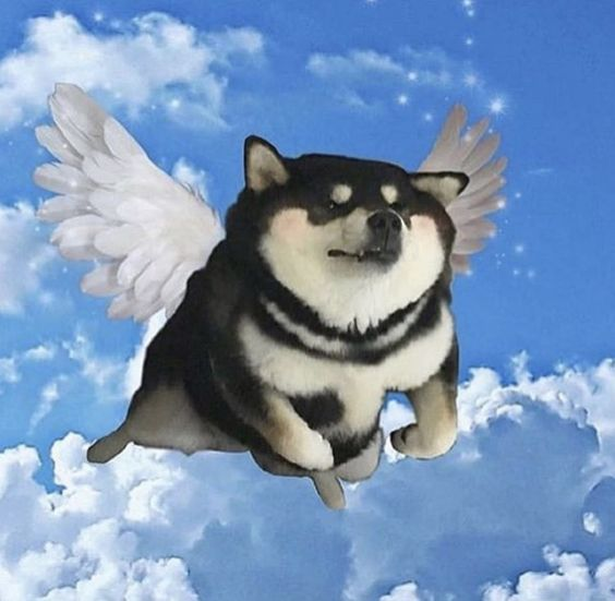 banesthemane's tweet photo. heaven needs a dog runner

so please say $hi to the holy inu https://t.co/CrkGuNiVtt