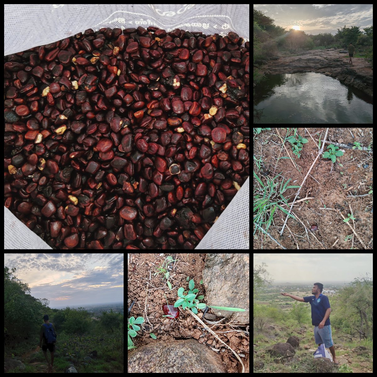 PPPsince2017__'s tweet photo. Day1:

Monsoon season is about to start. To kickstart this year's activity, we have sown 8 kgs of tamarind seeds today at Saruvamalai hills.

#pattikadupasumaipattarai
 #Saruvamalai #Tamarind #Seeds https://t.co/Ci9lnstfwv