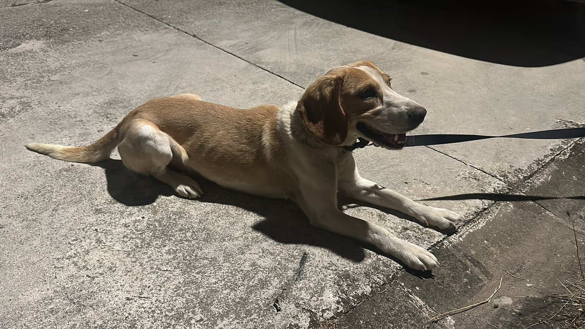 bisnis3d's tweet photo. Perro encontrado en Barasoain hoy. #valdorba #barasoain #navarra https://t.co/3LqKt0T7t9