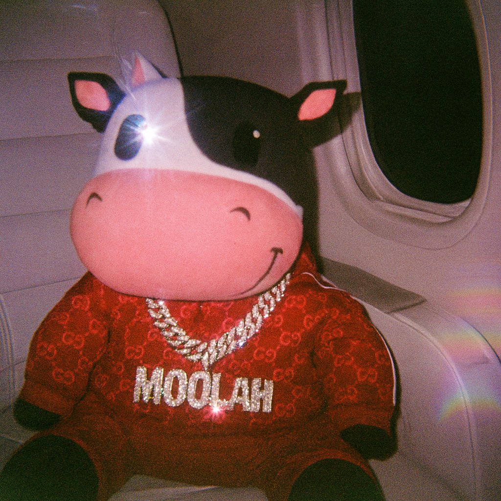 YoungMoolahSol's tweet photo. I only rep millies 

if u rep thousands, don’t even bother talking to me

Moooo https://t.co/xVhxiRkouL