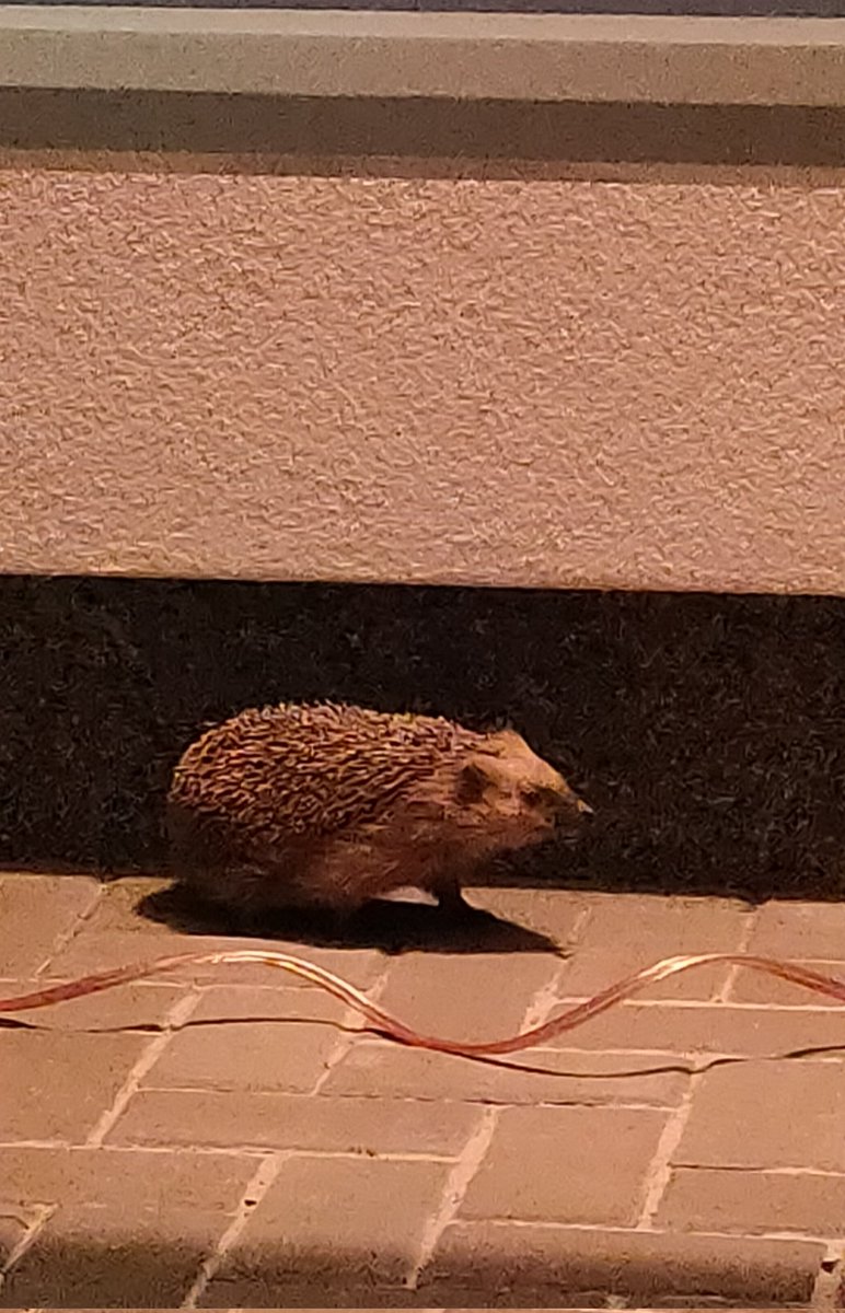 How an Alien based show should be viewed and I have company.

#AlienEarth