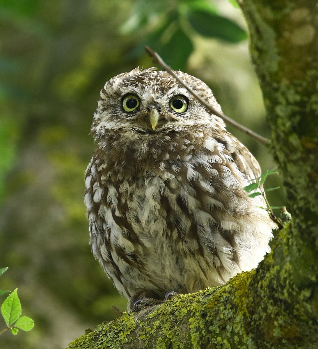 Veronica 🦊 (@ladyvee67) on Twitter photo Passed a new Little Owl on the way home last night.🦉
<a href="/DickKingSmith/">Dick King-Smith HQ</a>
<a href="/BirdWatchingMag/">Bird Watching</a>
<a href="/Natures_Voice/">RSPB</a>
<a href="/DurhamBirdClub/">Durham Bird Club</a>
<a href="/CountryfileMag/">Countryfile Magazine</a>
<a href="/teesbirds1/">teesbirds</a> Passed a new Little Owl on the way home last night.🦉
<a href="/DickKingSmith/">Dick King-Smith HQ</a>
<a href="/BirdWatchingMag/">Bird Watching</a>
<a href="/Natures_Voice/">RSPB</a>
<a href="/DurhamBirdClub/">Durham Bird Club</a>
<a href="/CountryfileMag/">Countryfile Magazine</a>
<a href="/teesbirds1/">teesbirds</a>