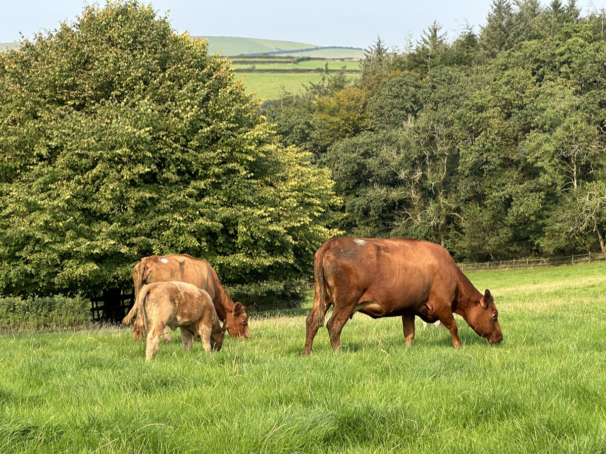 James Wright tweet media