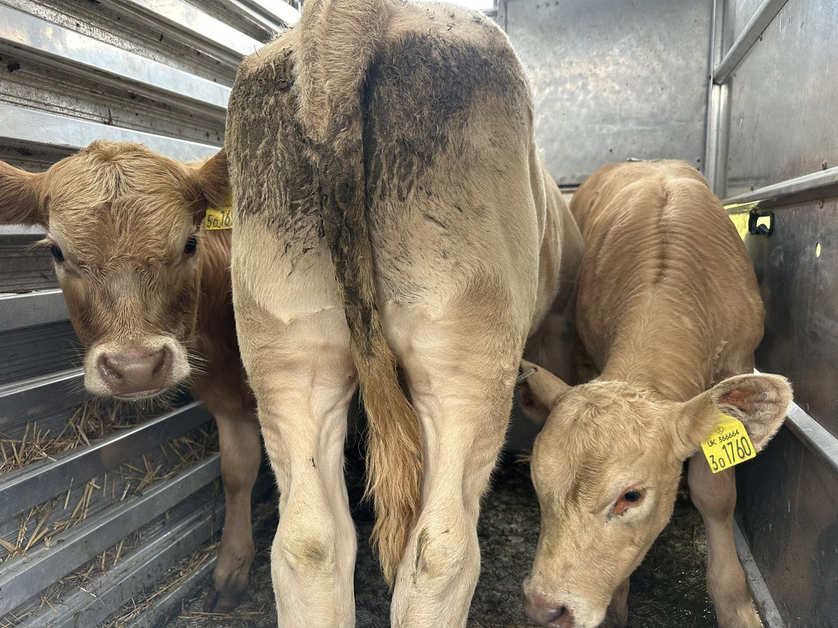 James Wright tweet media