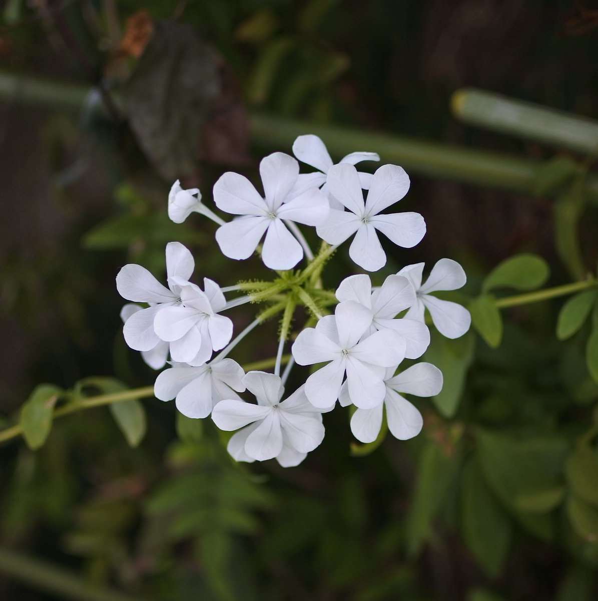 ohnok1's tweet image. 名古屋からおはようございます
連日の熱帯夜で寝苦しいですが
皆様いかがお過ごしでしょうか
たまには昼寝で睡眠不足解消です
本日も宜しくお願いします
やっぱり白い花が好き
＋オイランソウ
#花 #flowers #phlox