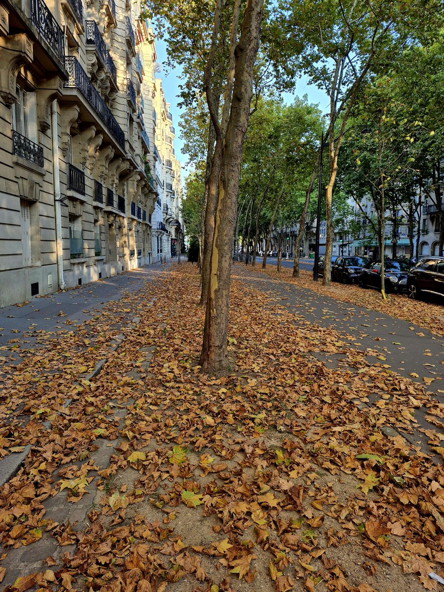 🍂 Nous ne sommes que mi-août, mais que de feuilles d’arbres tombées par terre à Paris !

🥵 La faute aux températures caniculaires de ces derniers jours et aux faibles précipitations depuis le début du mois d'août.

🌳 Les arbres non plus n'aiment pas les fortes chaleurs...