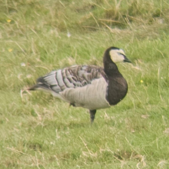 Better late than never: the Zitting Cisticola showed (and sang) distantly but persistently at Walberswick Marshes this morning. Also Ruddy Shelduck and 2 Avocets on the shore pools and 31 Barnacle Geese, up to 9 Common Sands and some showy Bearded Tits up towards Tinker's Marsh.