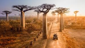 ConnieMotz's tweet photo. An Unforgettable Journey: Discovering the Magic of Madagascar!!

https://t.co/YN7HjGjvQZ

#travel #travelphotography #vacation #DREAM #culture #adventure #ExploreMore #madagascar #wildlife #NatureIsMagic #amazing https://t.co/Jxyk8F31Nu